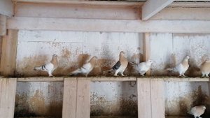 Турецкая такла,в гостях у Сергея ,часть 4 ая #голуби# #pigeon#бойныеголуби#