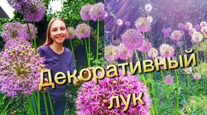 Декоративный лук в саду: посадка и уход. Красивое и неприхотливое растение