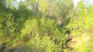 Самка Изюбря