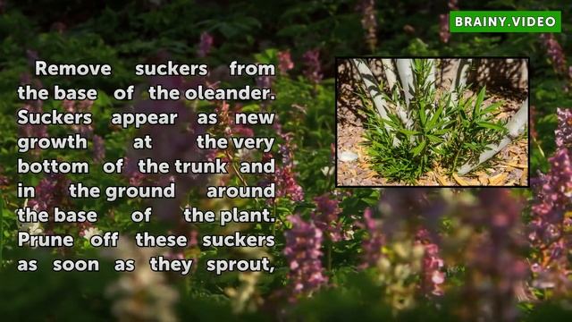 How to Prune and Care for Oleander Plants смотреть онлайн