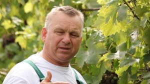 Оидиум на винограде. Причины заражения и способы борьбы