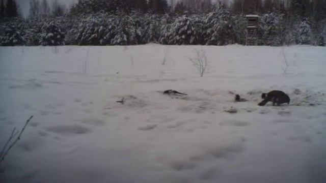 Глухарь на кормушке 2 смотреть онлайн