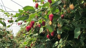 Польша. Малина Пшехиба.