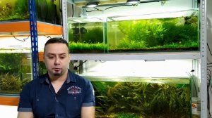 Красные водоросли в аквариуме. Откуда берется черная борода.