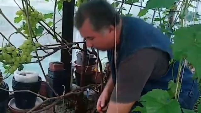 Виноград Подмосковья 07.08.2020 созревание сорта Восторг Идеальный в теплице. Саженцы винограда смотреть онлайн