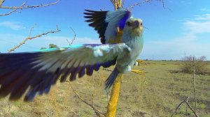 Сизоворонка (Coracias garrulus)