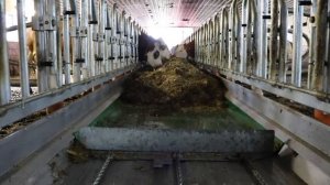 Автоматические конвейеры для раздачи кормов