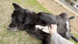 Можно смотреть вечно. Самый милый волкособ Гулдан.