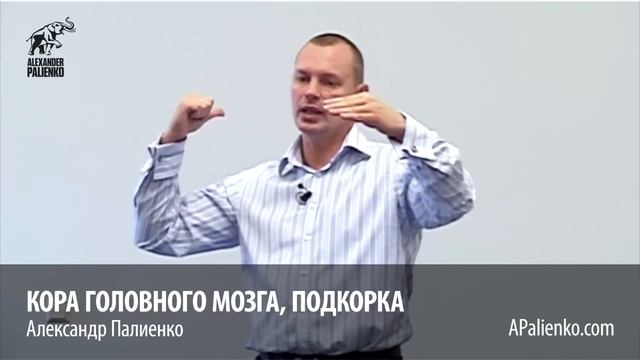 Кора головного мозга,подкорка. Александр Палиенко. смотреть онлайн