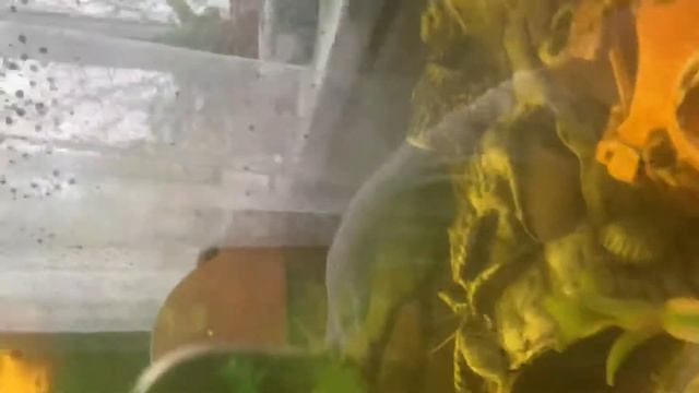 Краснохвостый сом или фрактоцефалус( phractocephalus hemioliopterus)