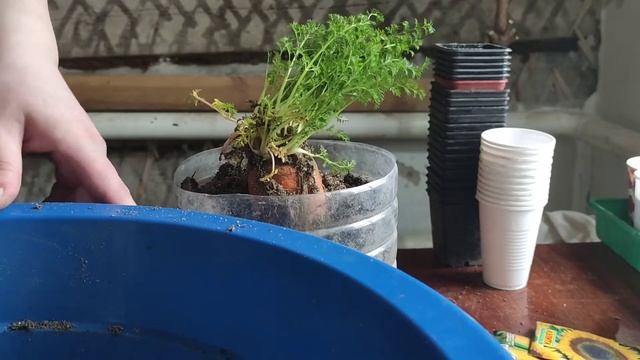 СРОЧНО НУЖНО СДЕЛАТЬ ЭТО! ВЫРАЩИВАНИЕ СЕМЯН ИЗ СВОИХ ОВОЩЕЙ!
