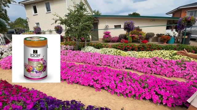 ТАКОЙ ПЕТУНИИ ВЫ ЕЩЁ НЕ ВИДЕЛИ! САМЫЕ КРУТЫЕ СОРТА В ОДНОМ ВИДЕО! смотреть онлайн