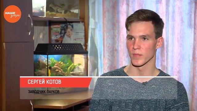 Наше УТРО на ОТВ – пушистое утро о том как отличить самца от самки паука птицееда смотреть онлайн