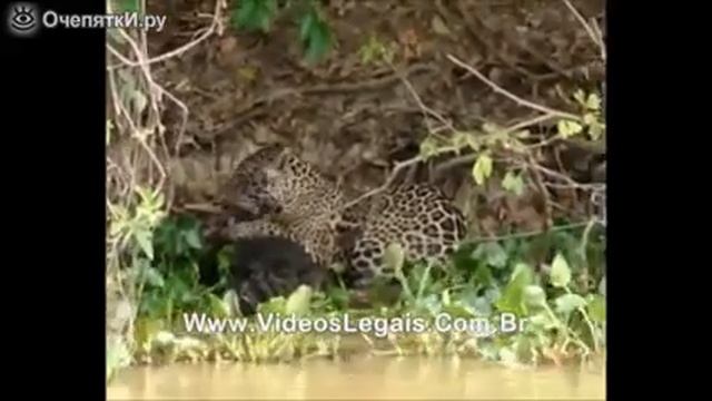 Охота семейства кошачьих смотреть онлайн