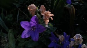 Strangest flowers of British garden: Platycodon grandiflorus, the Balloon Flower cultivation in UK