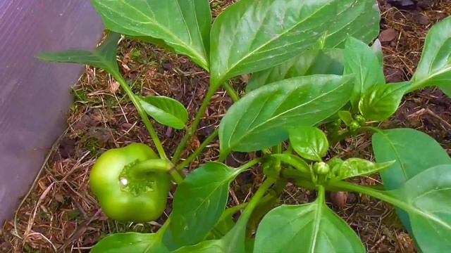 перец Конфетка F1- урожайность + декоративность смотреть онлайн