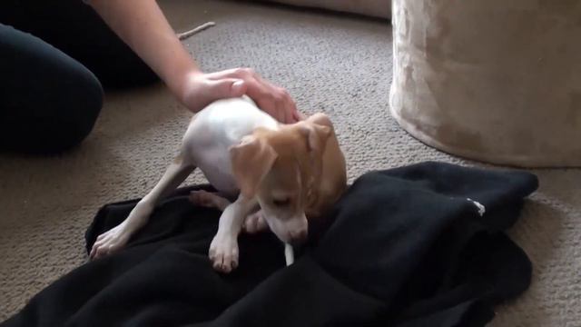 Ep2: Fun with Italian Greyhound Puppy (Gracie) 2 months old смотреть онлайн