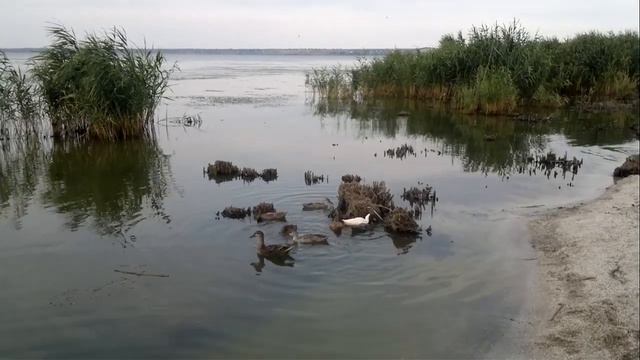 Утки плавают в днестровском лимане (июль 2018) смотреть онлайн