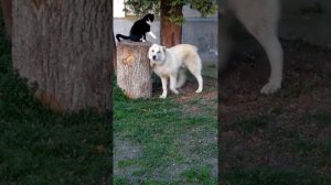 Шитхала 2018 год