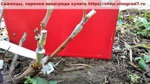 Аффинитет винограда- как проявляется при прививке, как добиться лучшего страстания прививок? Пузенко