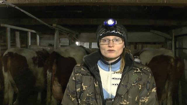 Тяжёлый отёл первотёлки/Еле вытянули телёнка/Первая дойка и Телёнок в доме
