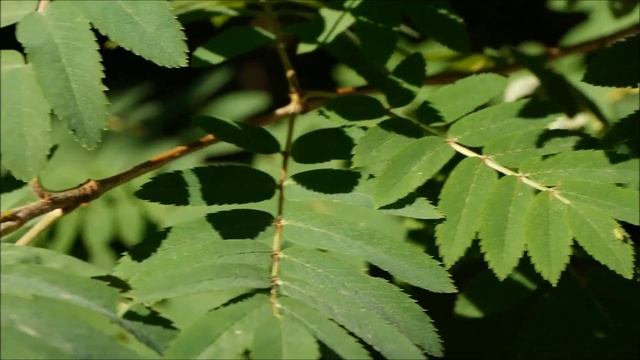 Мелколиственный лес. смотреть онлайн