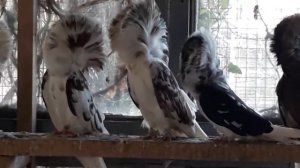 декоративные голуби Якобины