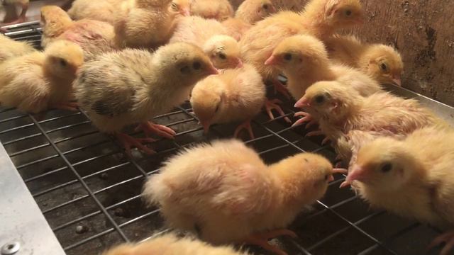 Перепела Техасский и Феникс в 5 суток смотреть онлайн