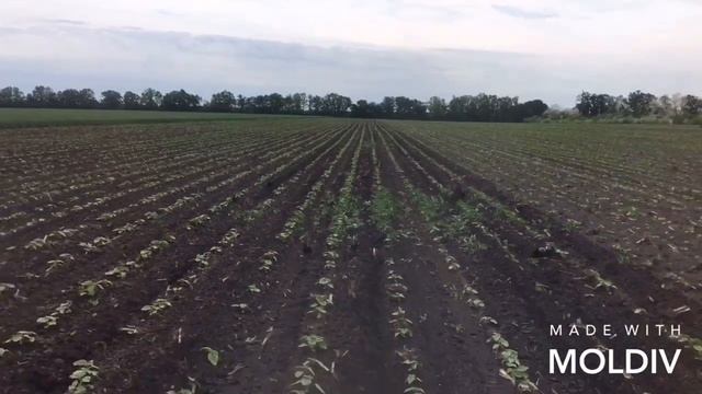 Междурядный культиватор КРН-5.6 смотреть онлайн