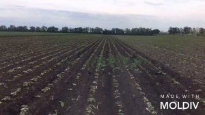 Междурядный культиватор КРН-5.6