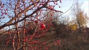 Основные направления социальной политики государства (ЗАКЛЮЧИТЕЛЬНЫЙ УРОК КУРСА - 11)