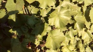 Цитронный Магарача и Бастардо. 2016.