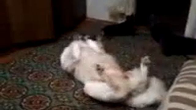 Ради хозяйки. Дворняга!.mp4 смотреть онлайн