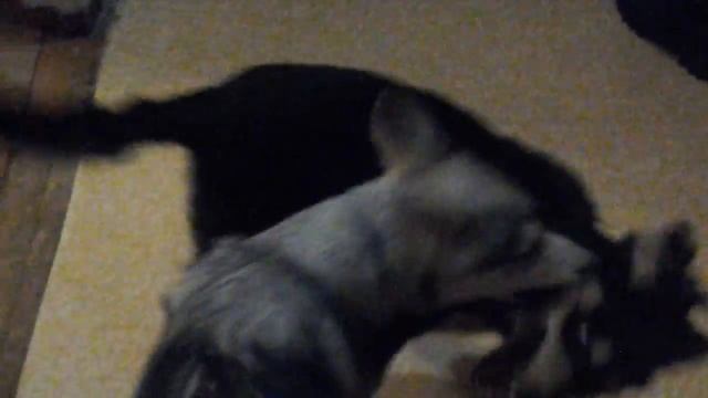 Мои собаки дерутся!? смотреть онлайн