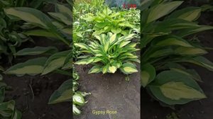 хоста Gypsy Rose