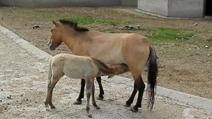 Лошадь Пржевальского и жеребенок