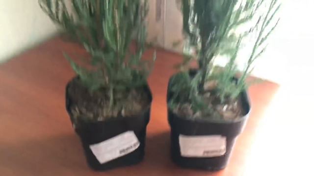 Первые цветочки!🌷🌷🌷Коллекция гладиолусов. Каштан. Мои хвойные.
