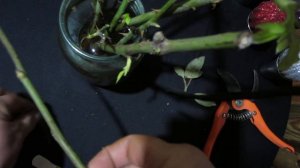 как из шиповника сделать розу
