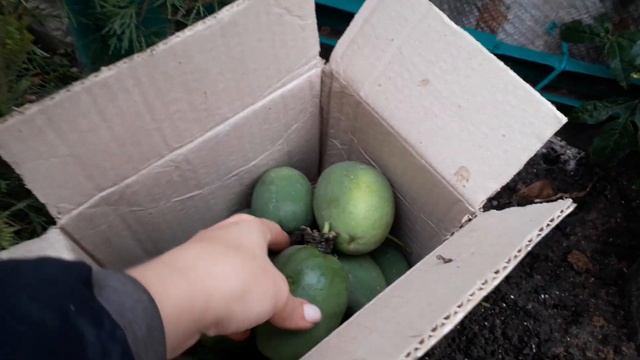 13 тропических ягод с 2х молодых годовалых растений пасифлоры смотреть онлайн