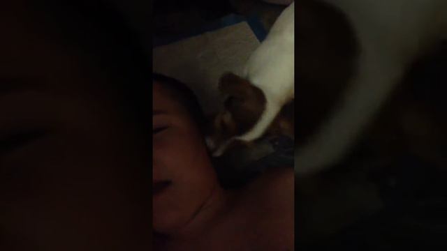 Щенок облизывает языком в ухо смотреть онлайн