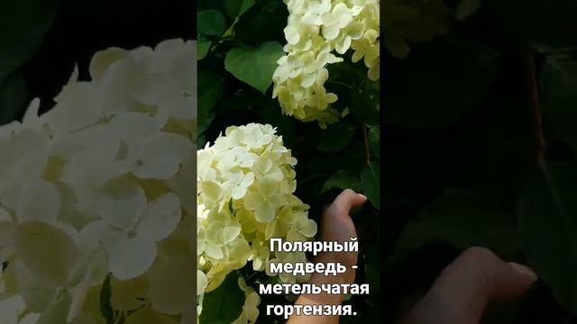 Полярный медведь - метельчатая гортензия.