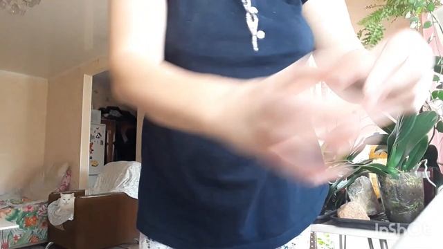 укоренение пеларгонии в конце октября! небольшой секрет как добиться успеха! #пеларгонии смотреть онлайн