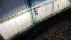 Led лампы Carlamp в ближний свет Приус V