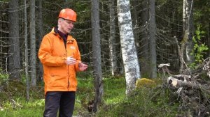 Основы лесозаготовительных работ