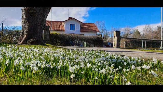 View over an ocean of flowers in hyperlapse смотреть онлайн