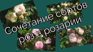 Сочетание сортов роз в розарии.Клумба №1.