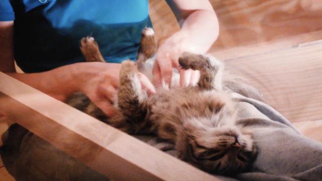 The Siberian cat spa - Zelda&Salto смотреть онлайн