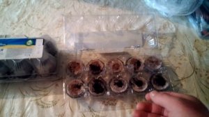 Посадка арбуза и дыни в торфяные таблетки.