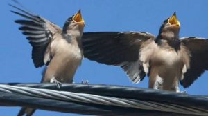 Кто ж такие птички?!:))