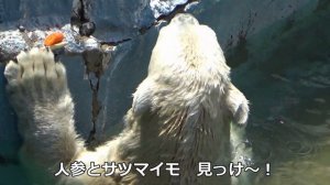 ホウちゃんコール💗嬉しくて何でも見せるよ水中ショー【天王寺動物園】